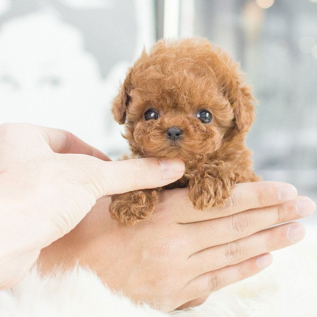 Robot Puppy Toy Dogs Realistic Best Plush Pet for Kids